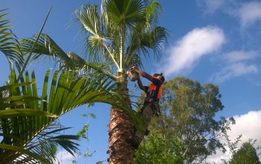 Sydney Green Group Tree Services Banner