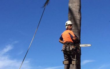 Tree Removal Allambie Heights
