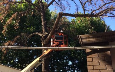 Sydney Emergency Tree Removal