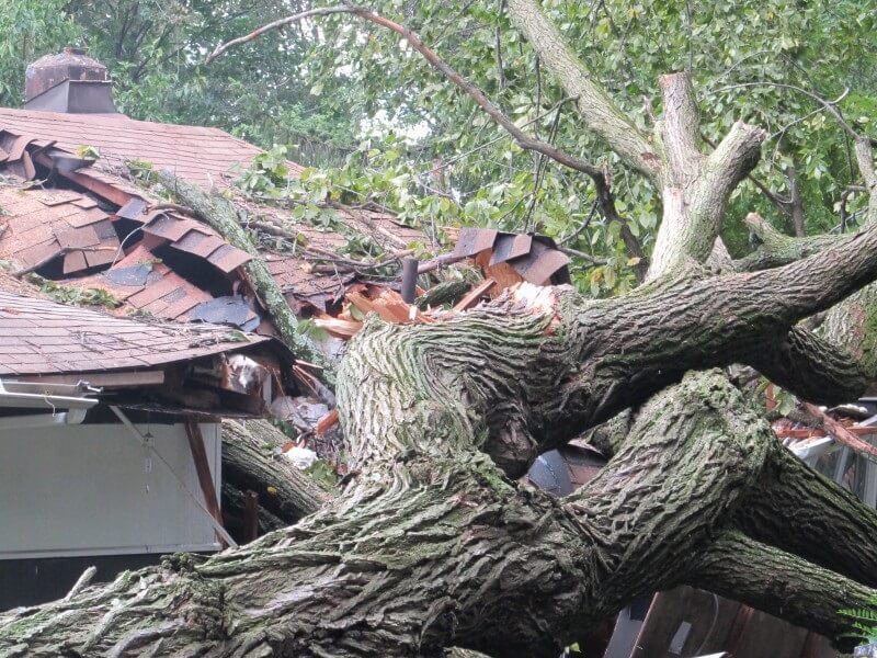 Safe removal of a fallen tree from a Sydney roof using advanced rigging and stabilisation.