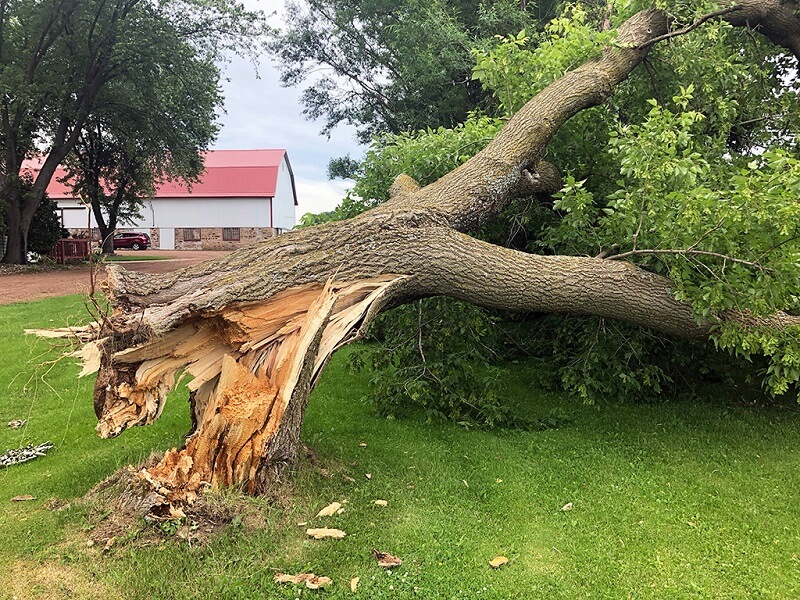 Sydney Emergency Tree Clearing