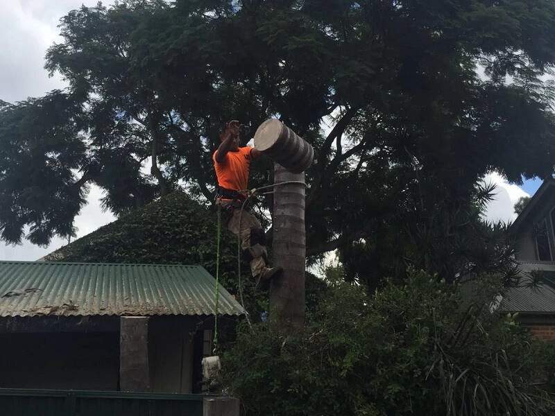 Sydney Tree Removal Services