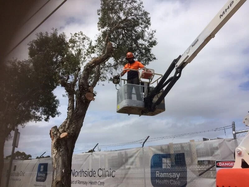 Sydney Green Group Tree Trimming Sydney Services