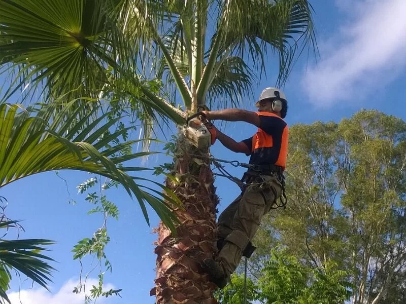 Sydney Green Group team using a cherry picker for high-access tree removal near power lines in the Hills District.